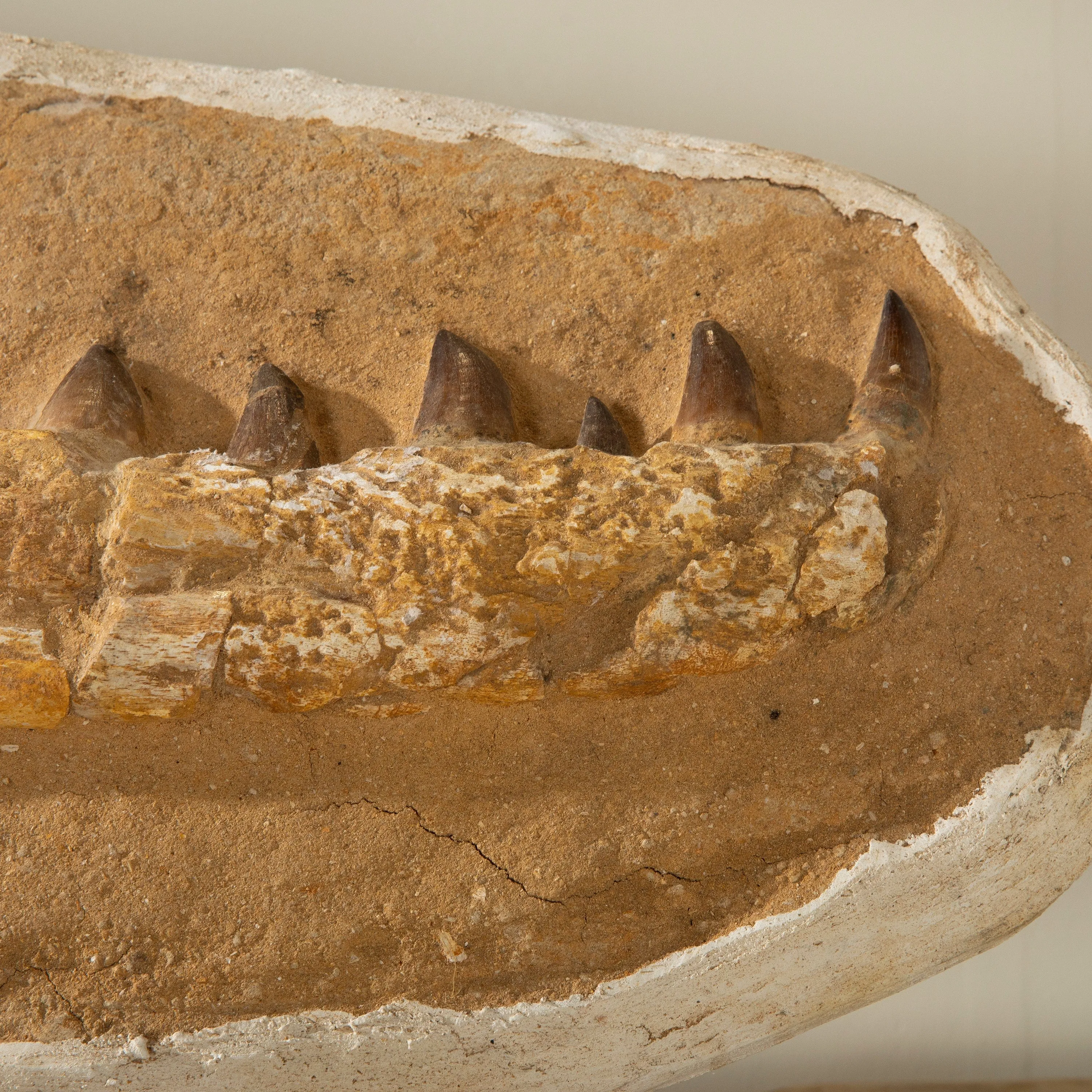 Mosasaurus Jaw and Teeth Fossil in Matrix - 36in.